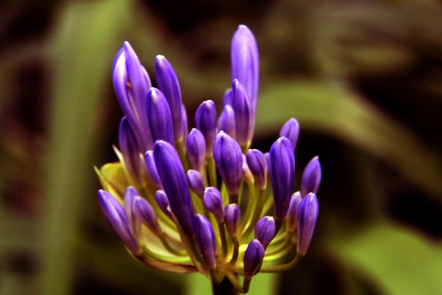 诸如皇家马 诸如皇家马